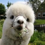 alpacafoto2