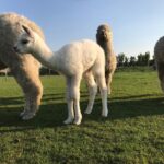 alpacafoto3